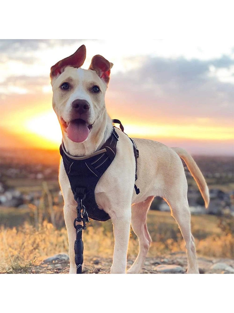 Dog Harness No Pull with 2 Leash Clips, Adjustable Soft Padded, Reflective Oxford No Choke Pet Vest with Easy Control Handle