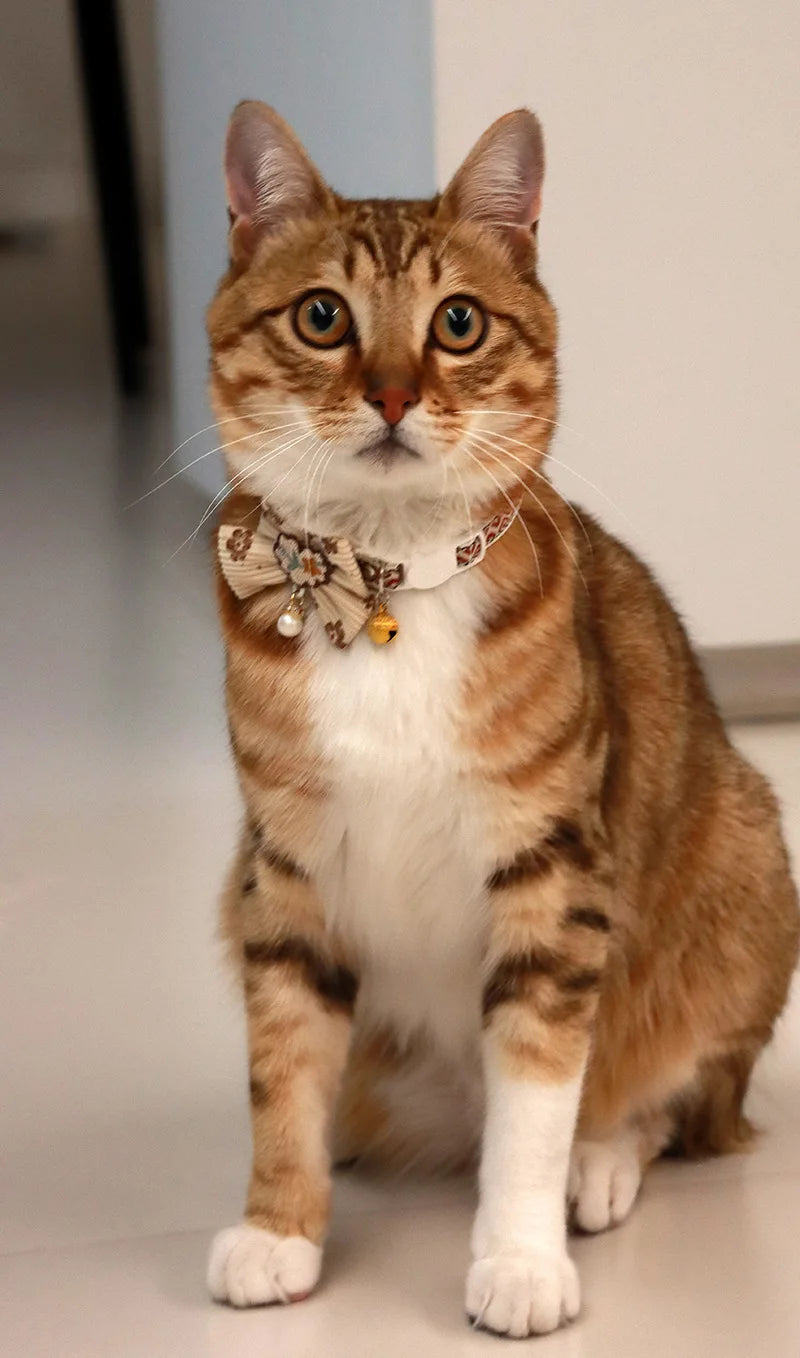 Breakaway Cat Collar, Bowknot Adjustable Kitten Collar with Bell, Lightweight Pet Safety Collar, Pet collars for Cats & Puppy