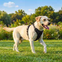 Dog Harness No Pull with 2 Leash Clips, Adjustable Soft Padded, Reflective Oxford No Choke Pet Vest with Easy Control Handle